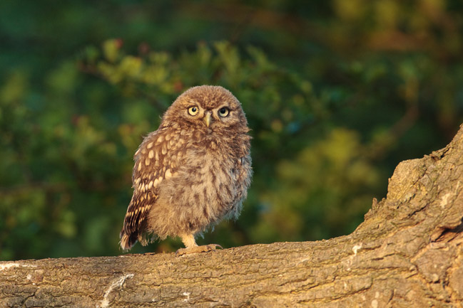 Juvenile Little Owl (Athene noctua), Aldreth, Cambridgeshire