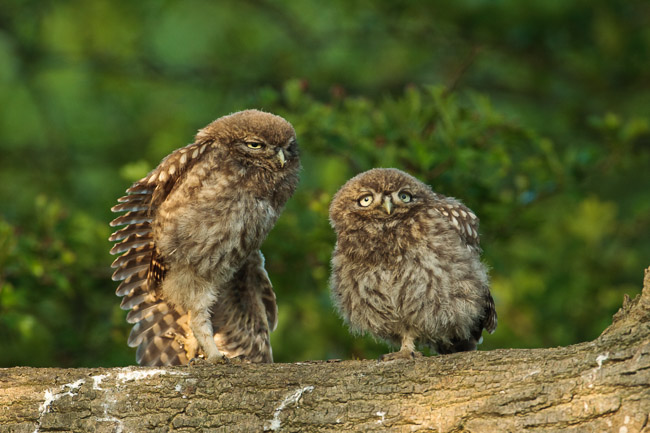 Juvenile Little Owls (Athene noctua), Aldreth, Cambridgeshire