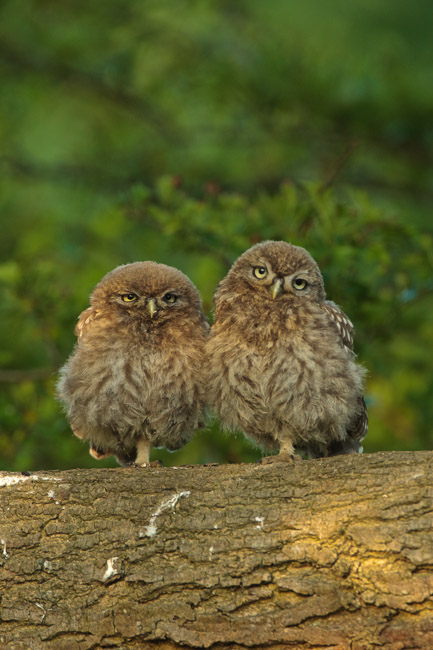 Juvenile Little Owls (Athene noctua), Aldreth, Cambridgeshire