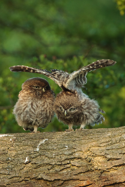 Juvenile Little Owls (Athene noctua), Aldreth, Cambridgeshire