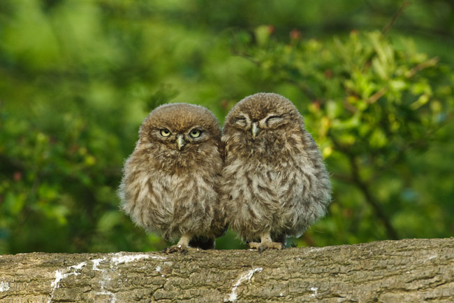 Juvenile Little Owls (Athene noctua), Aldreth, Cambridgeshire