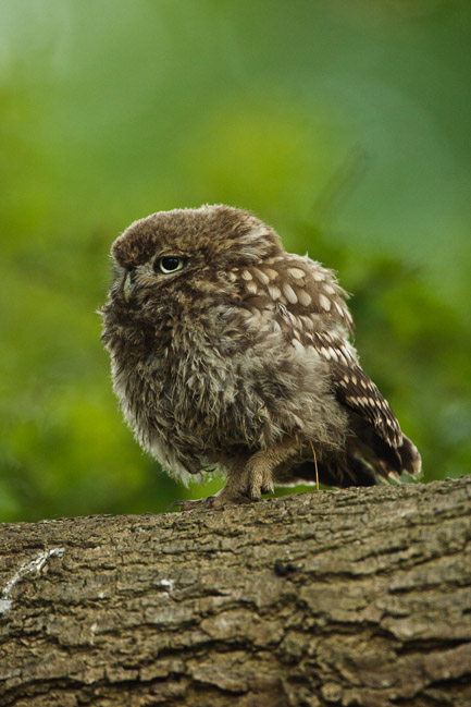 Juvenile Little Owl (Athene noctua), Aldreth, Cambridgeshire