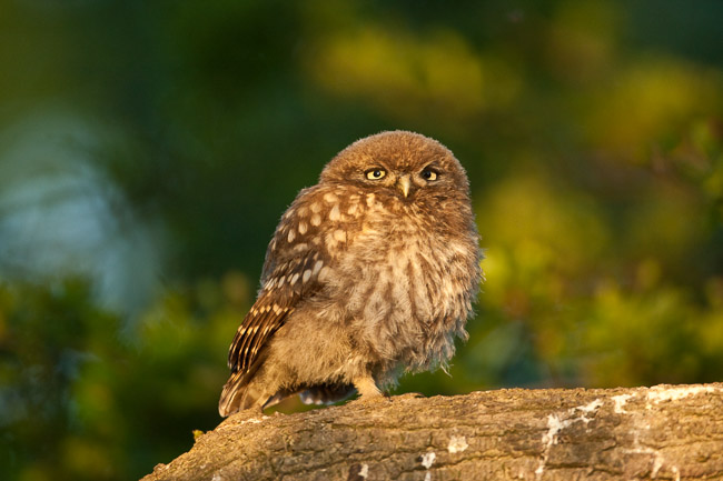 Juvenile Little Owl (Athene noctua), Aldreth, Cambridgeshire