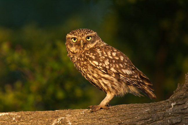 Adult Little Owl (Athene noctua), Aldreth, Cambridgeshire