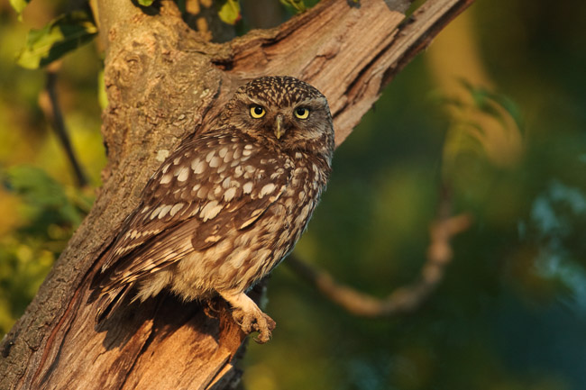 Adult Little Owl (Athene noctua), Aldreth, Cambridgeshire
