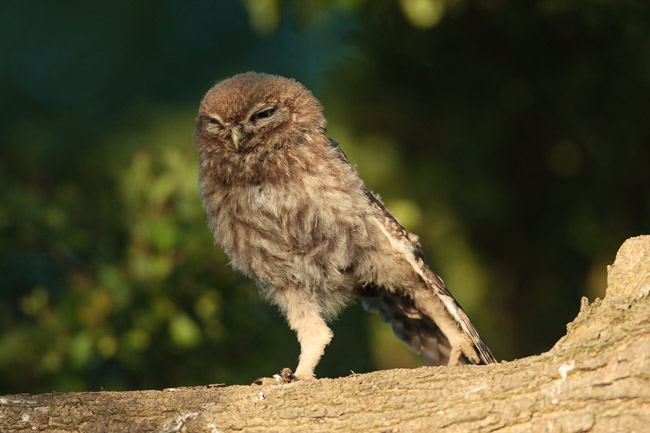 Juvenile Little Owl (Athene noctua), Aldreth, Cambridgeshire