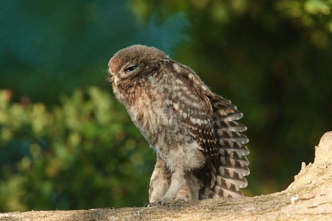 Juvenile Little Owl (Athene noctua), Aldreth, Cambridgeshire