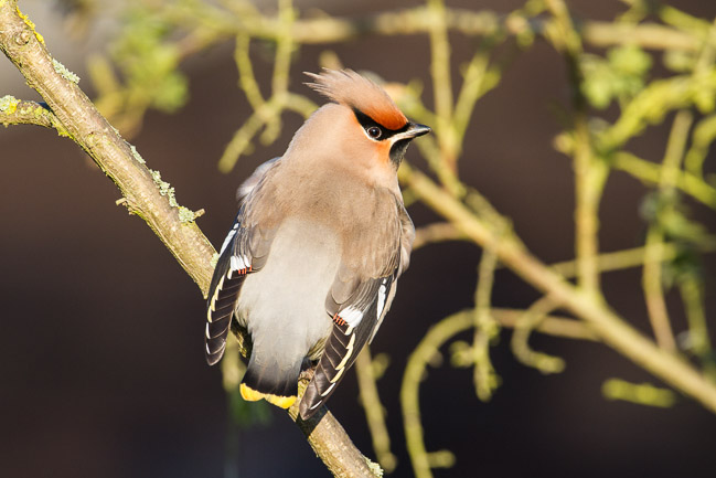 Waxwing (Bombycilla garrulus), Stretham, Cambridgeshire