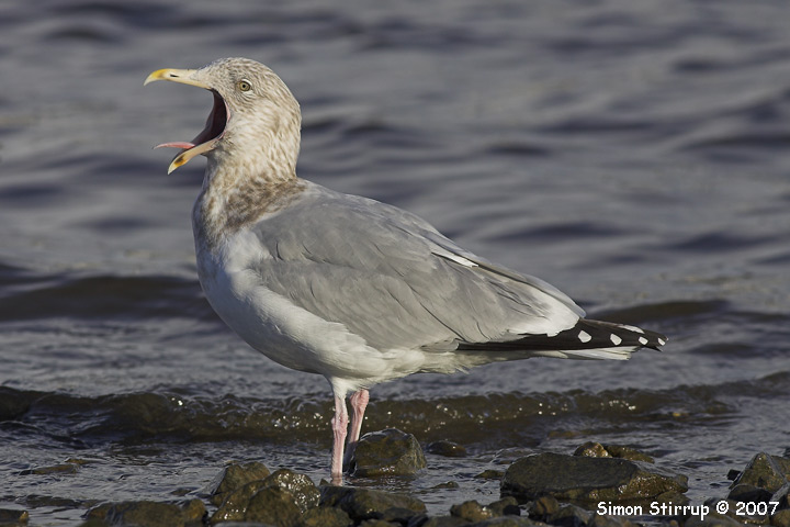 American Herring Gull