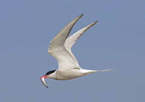 Arctic Tern
