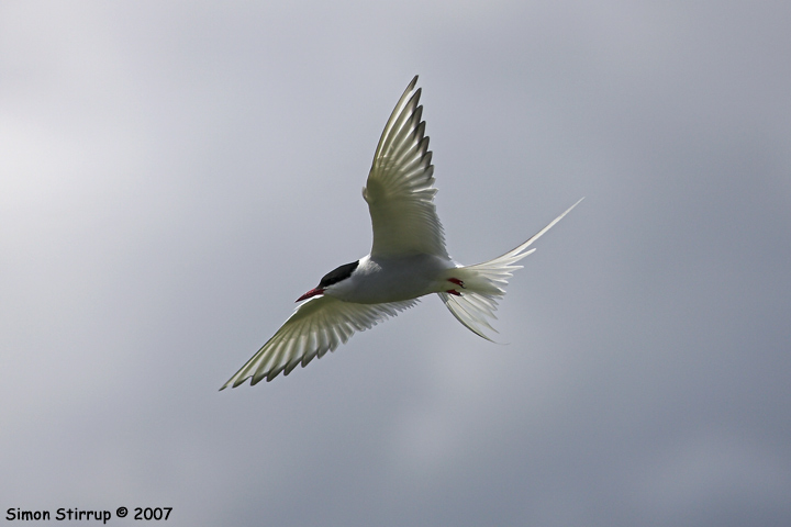 Arctic Tern
