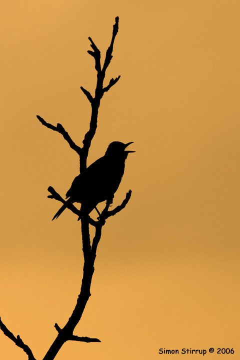 Blackbird