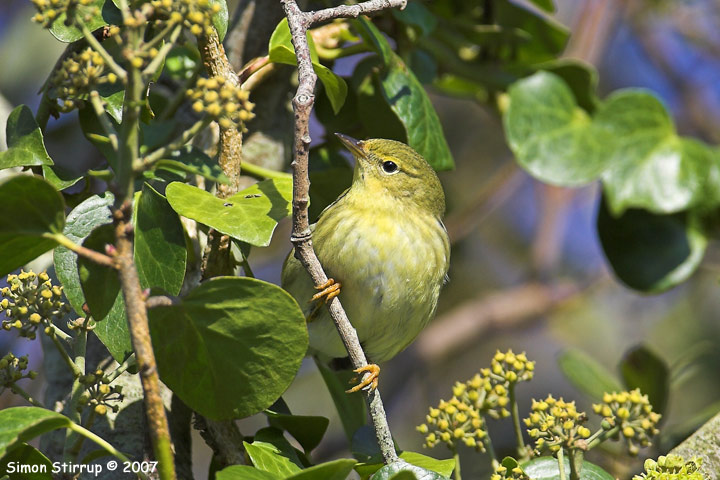 Blackpoll Warbler
