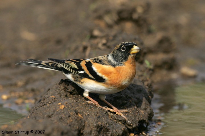 Male Brambling