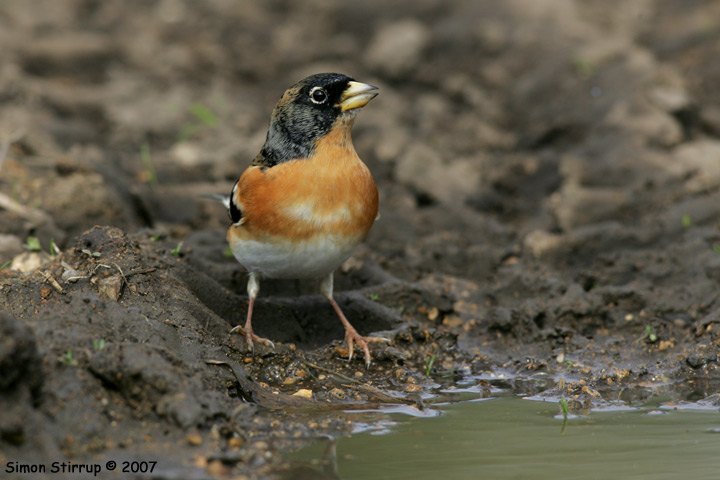 Male Brambling