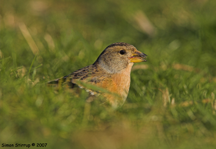 Female Brambling