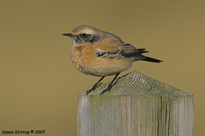 Desert Wheatear