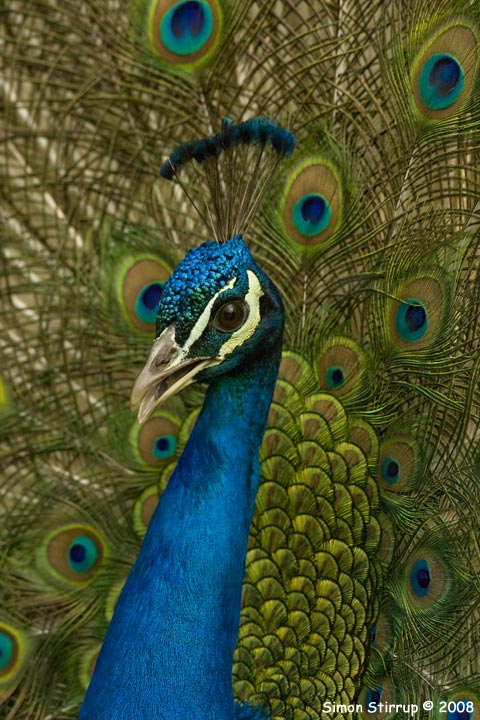 Indian Peafowl