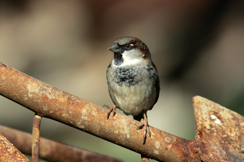 House Sparrow
