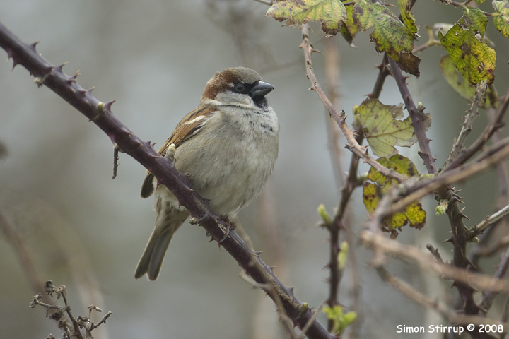House Sparrow