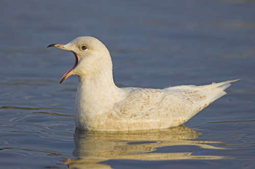 Iceland Gull