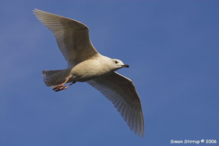 Iceland Gull