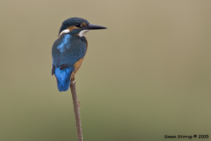 Kingfisher