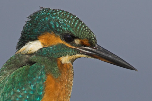 Kingfisher