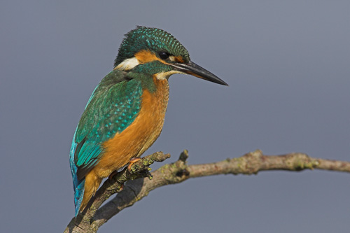 Kingfisher