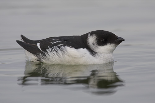 Little Auk