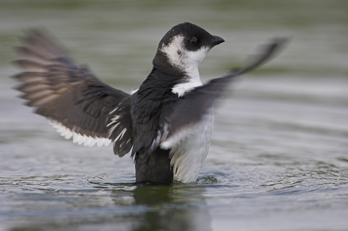 Little Auk