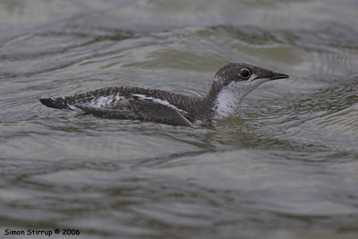 Long-billed Murrelet