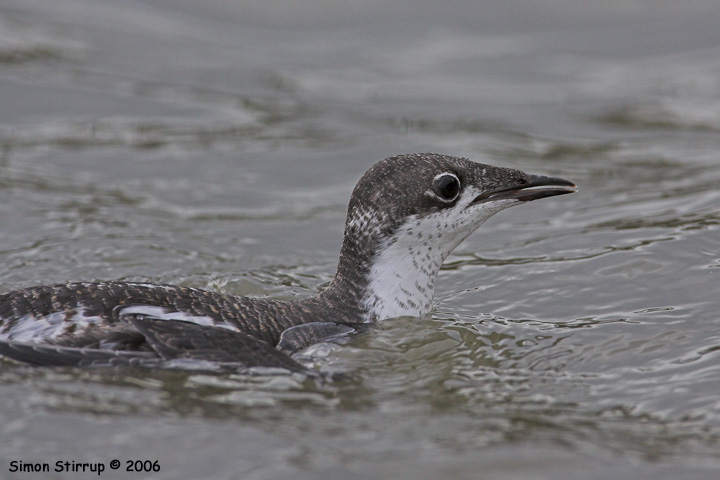 Long-billed Murrelet