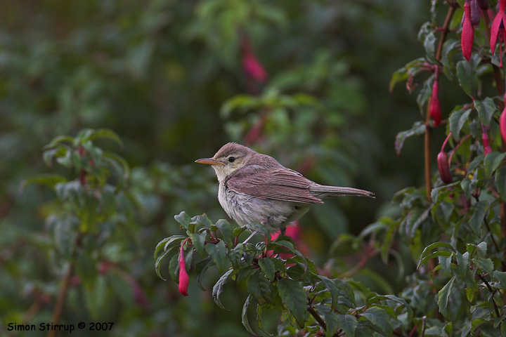Melodious Warbler
