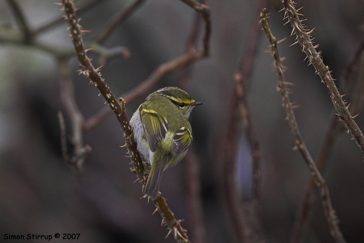 Pallas's Warbler