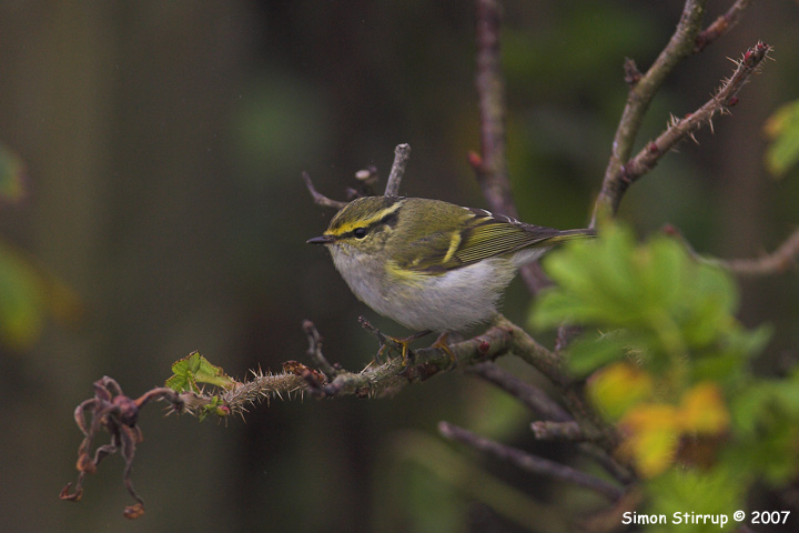 Pallas's Warbler