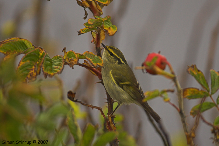 Pallas's Warbler