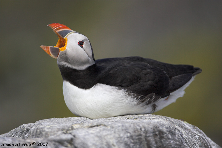 Puffin