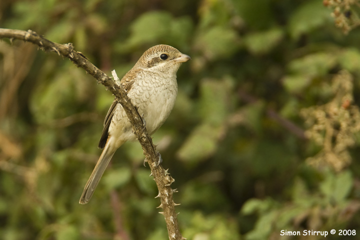 Red-backed Shrike
