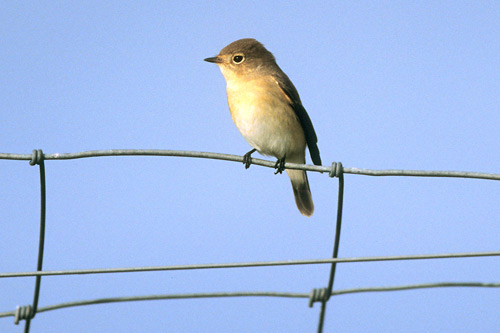 Red-breasted Flycatcher