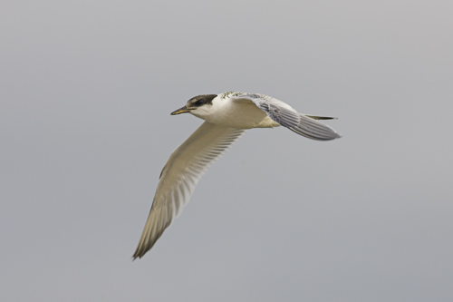 Sandwich Tern