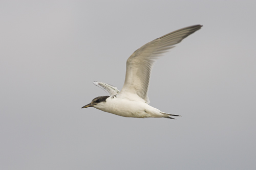 Sandwich Tern
