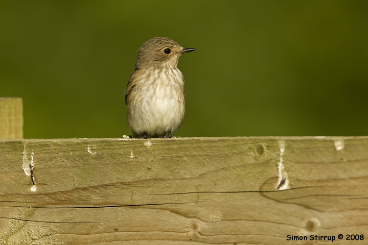 Spotted Flycatcher