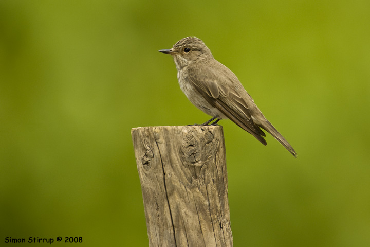Spotted Flycatcher