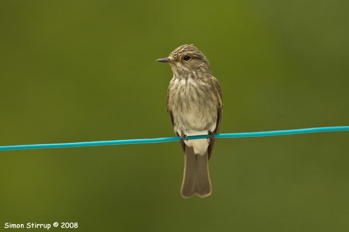 Spotted Flycatcher