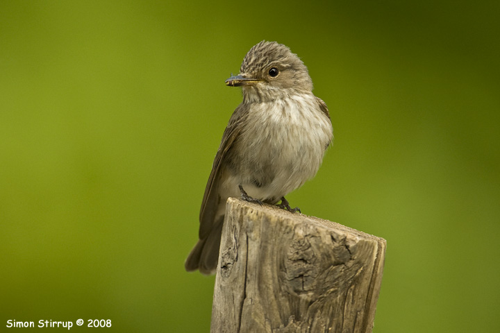 Spotted Flycatcher