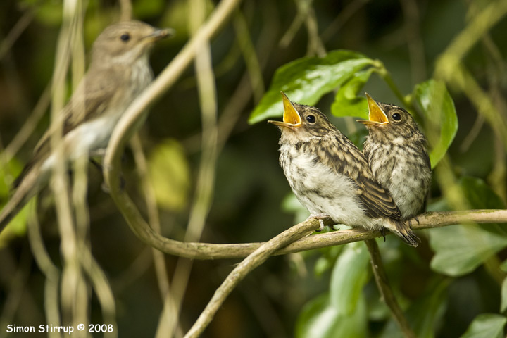 Spotted Flycatcher