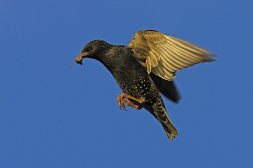Starling