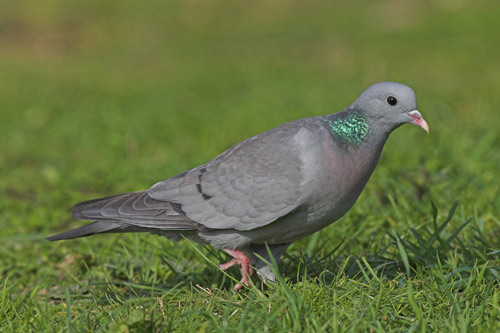Stock Dove