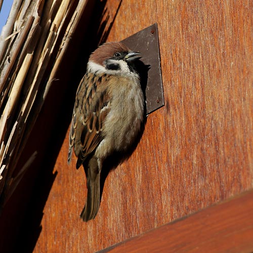 Tree Sparrow
